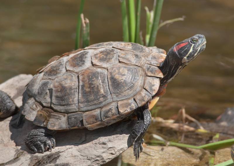 12 Incredible Turtle Facts You'll Be Surprised to Know