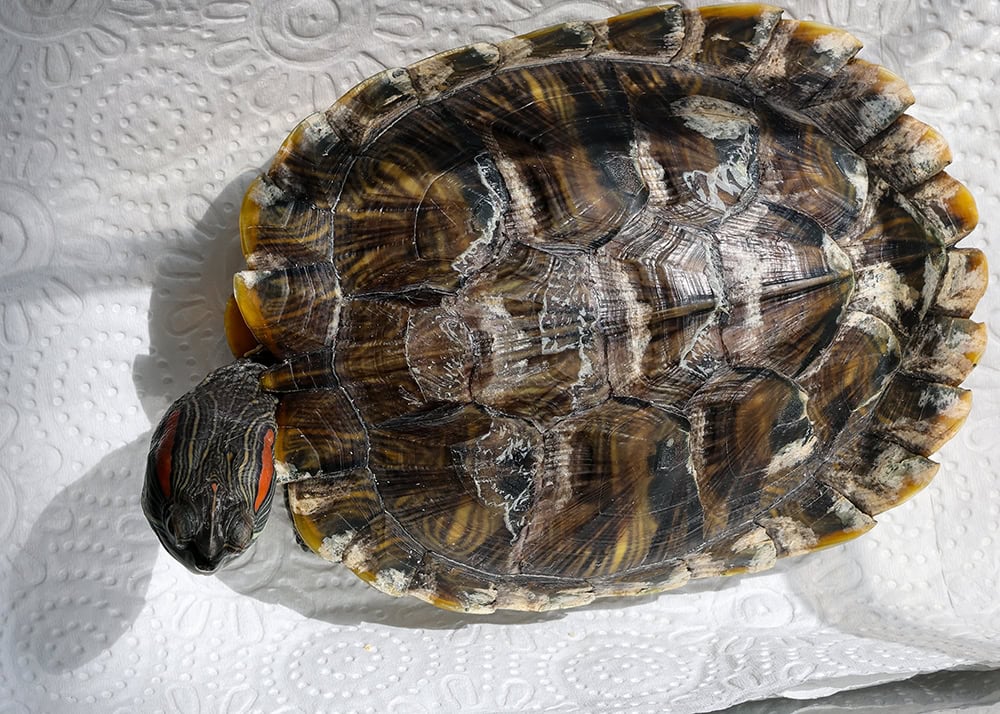 Turtle Shell Rot: Signs, Causes & Treatment (Vet Answer)