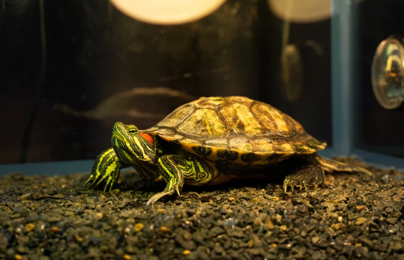 Do Turtles Have Feelings or Show Affection? Tips, Facts & FAQ