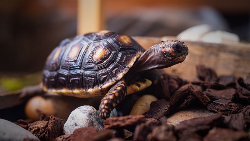 7 DIY Tortoise Enclosure Ideas You Can Easily Make (With Pictures)