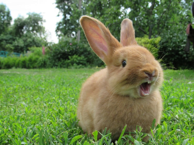 Do Rabbits Have Vocal Cords? How They Communicate & FAQ