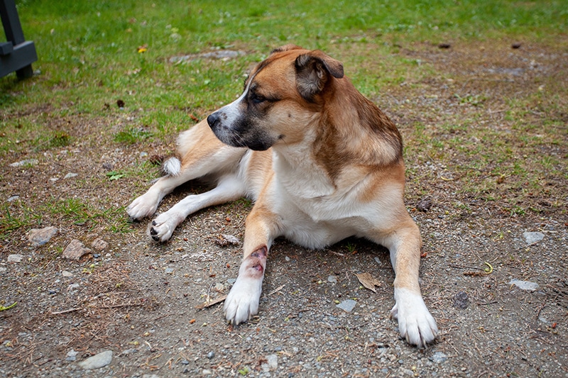 Hot Spots on Dogs: Our Vet Explains Causes, Signs, & Treatments