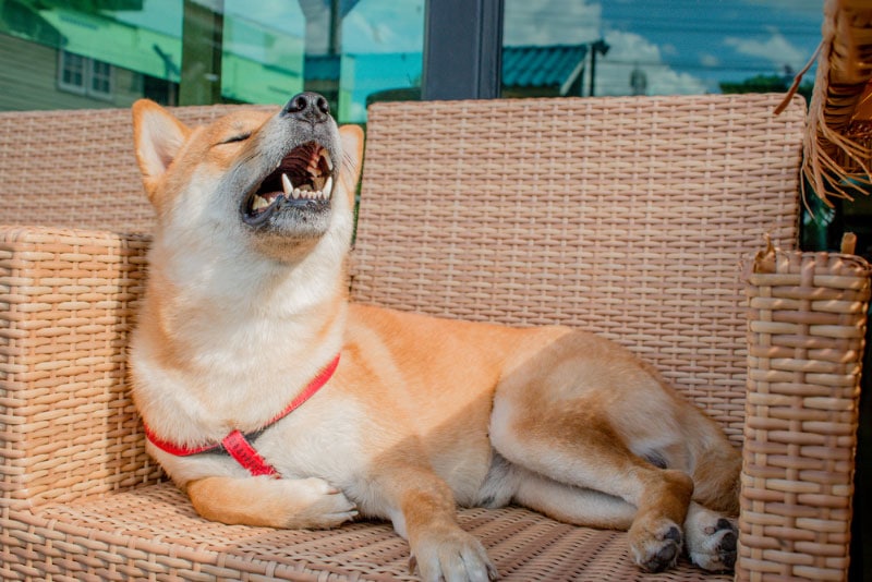 Why Do Dogs Sneeze While Playing? 7 Vet-Reviewed Reasons Explained