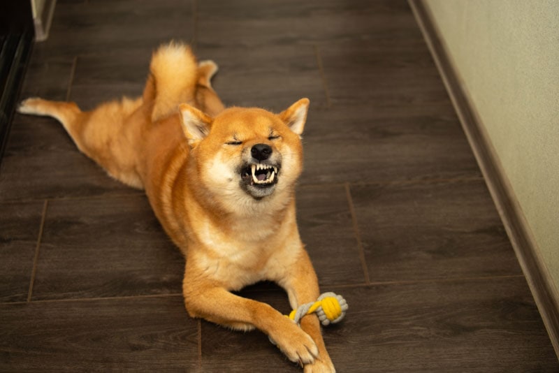 Reverse Sneezing in Dogs: Causes & What to Do (Vet Answer)