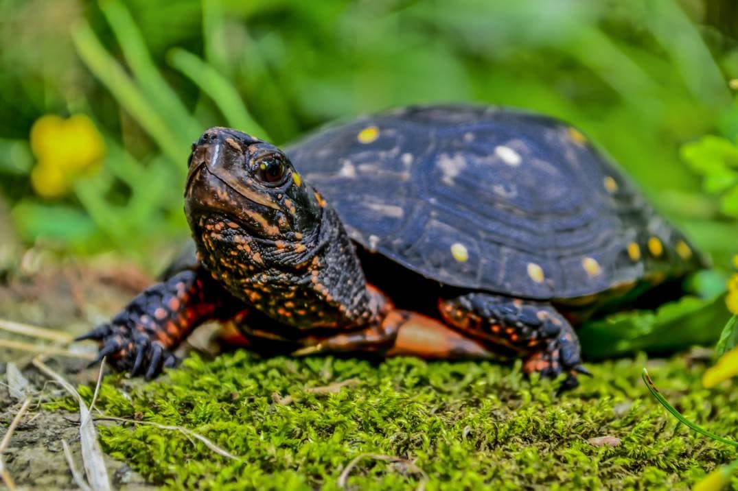 Spotted Turtle: Pictures, Facts, Diet & Care Guide