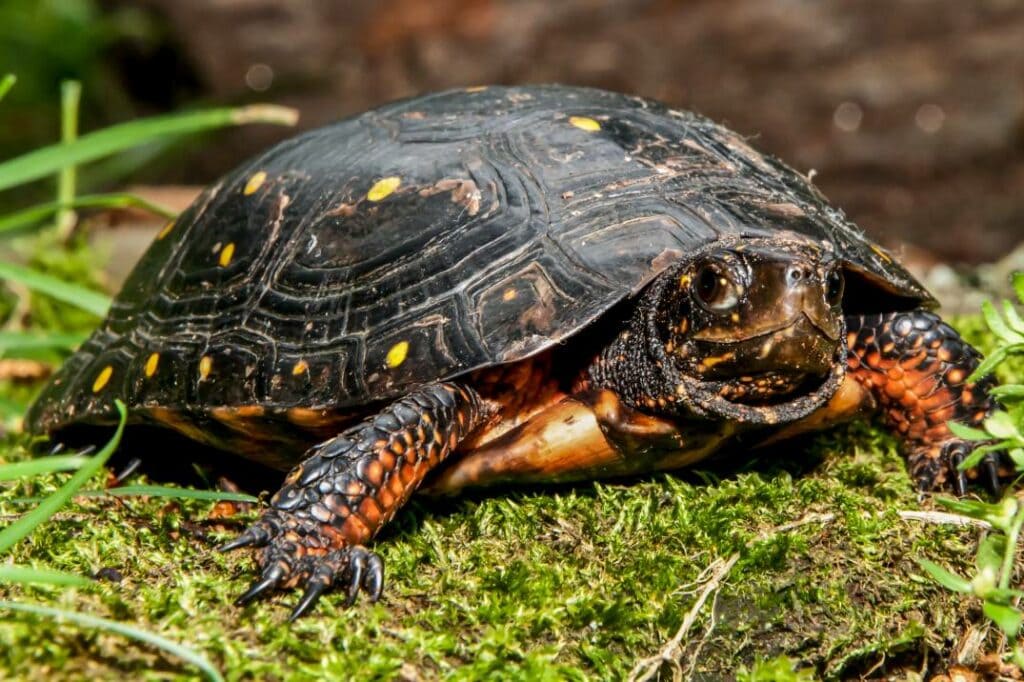 How Long Do Turtles Live? Average Lifespan, Data & Care