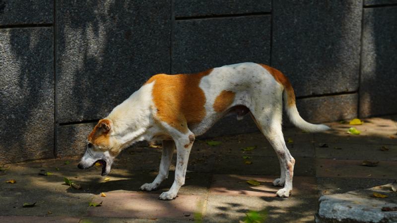 What to Do if Your Dog Is Throwing Up After Eating But Acting Normal: Vet-Approved Advice