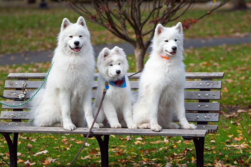 Do Black Samoyeds Exist? The Truth Unveiled