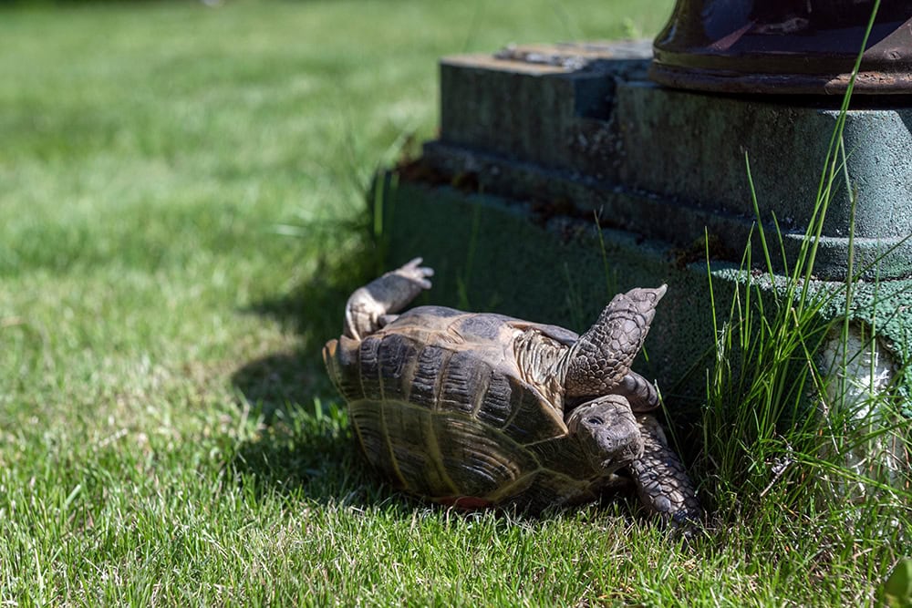 Can Turtles Flip Themselves Over? Facts & Safety Guide