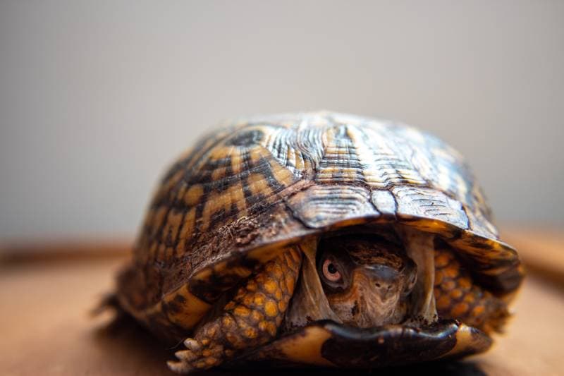 turtle hiding and slightly peeking out of its shell
