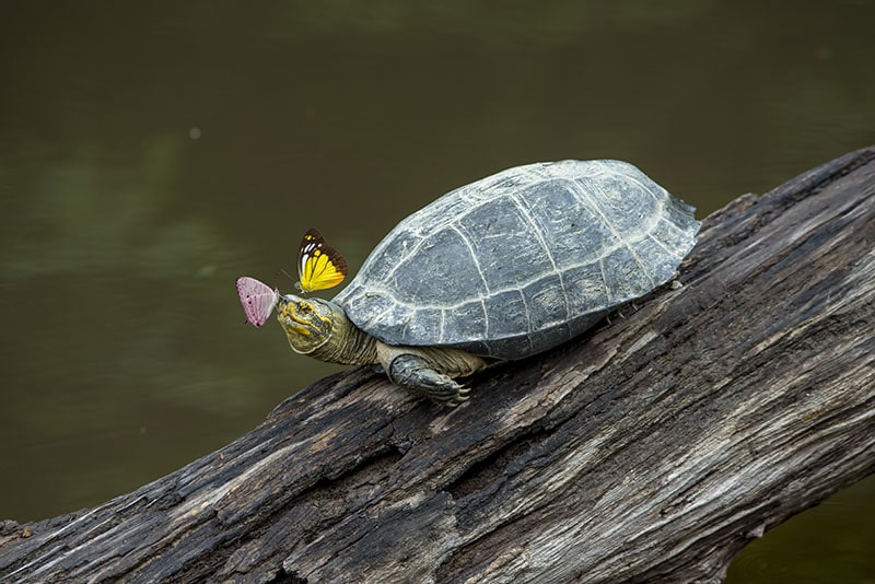 Can Turtles Climb Trees? Facts & FAQ