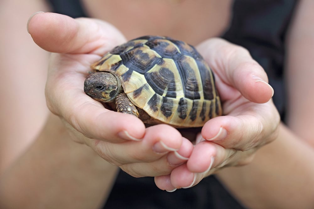 Do Turtles Recognize Their Owners? Vet-Reviewed Facts & FAQ