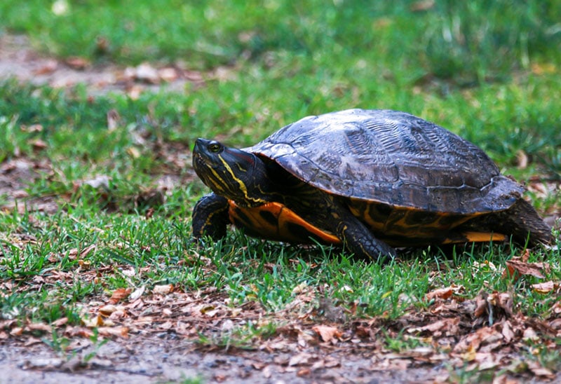 How Fast Can a Turtle Run? Types & Factors (With Comparison Chart)