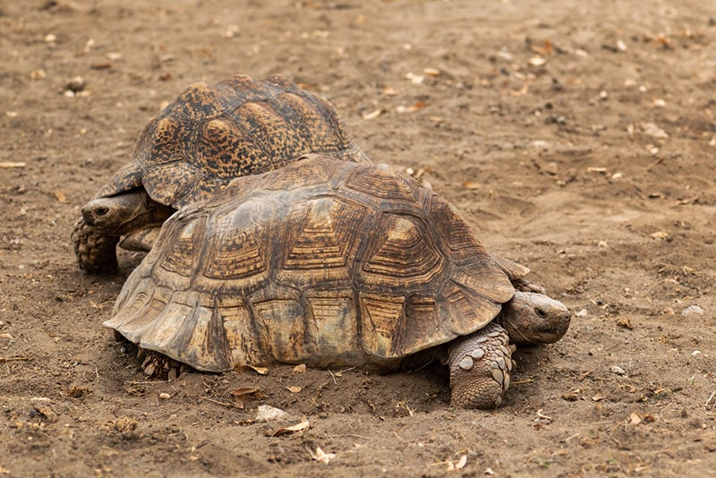 two african spurred tortoises walking on the sand