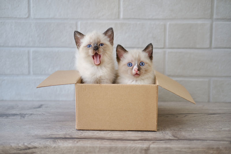 two little kitten sitting in cardboard box
