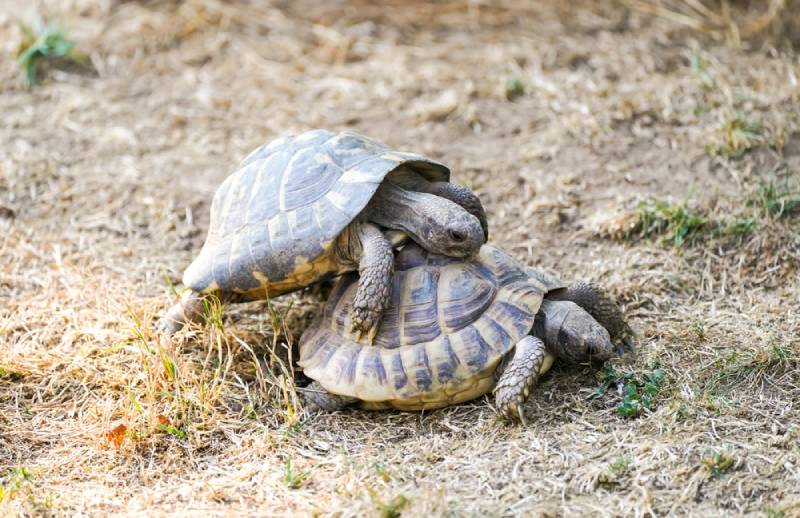 How Do Turtles Mate? Vet-Reviewed Reproduction Facts & FAQ