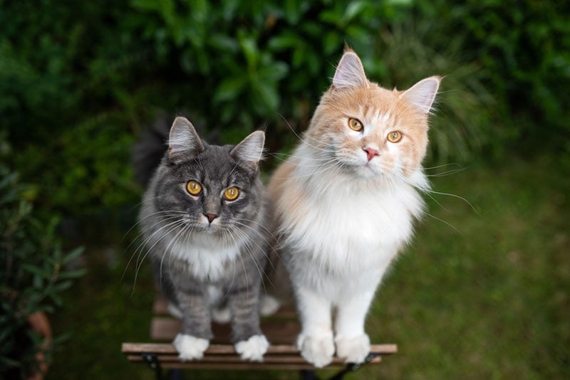 140+ Cat Names That Start With the Letter T