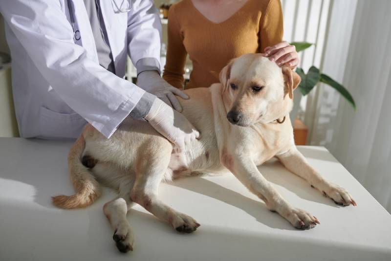 Whipworms in Dogs: Our Vet Explains Causes, Signs & Treatments