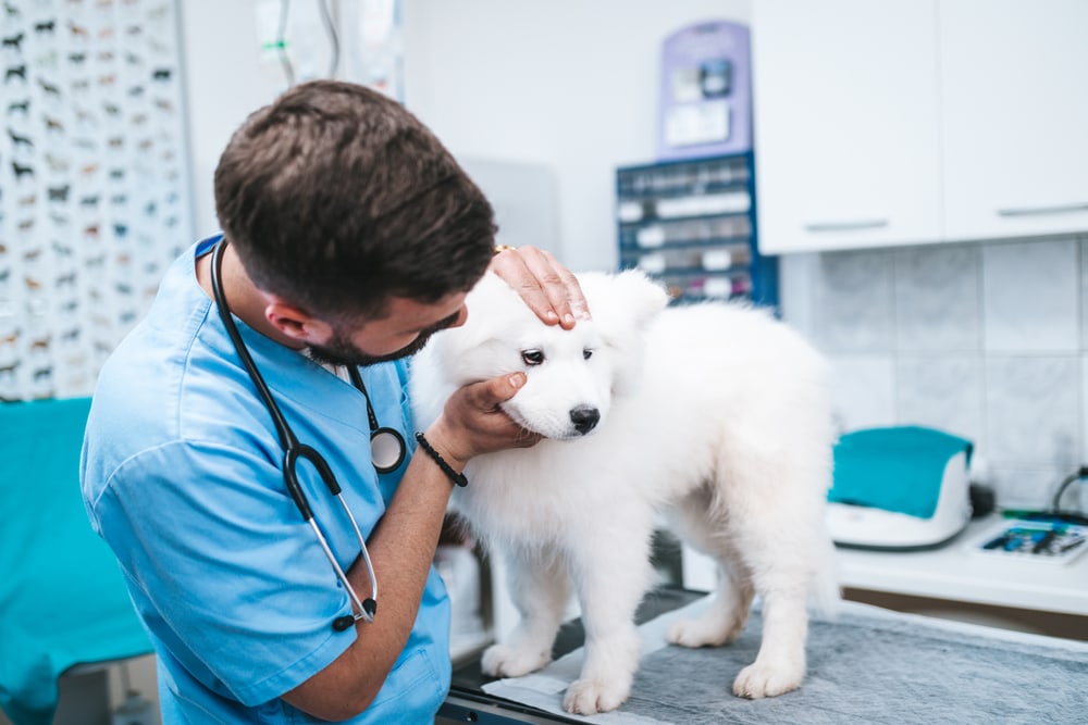 Uveitis in Dogs: Signs, Causes & Treatments (Vet Answer)