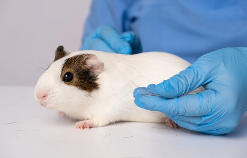 Can Guinea Pigs Get Fleas? Vet Approved Treatment & Prevention
