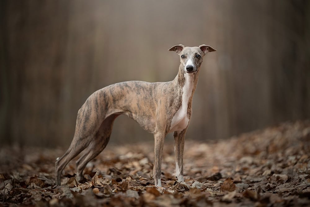 Bully Whippet Syndrome: Double Muscling Explained (Vet Answer)