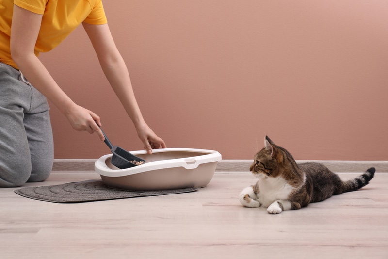 Why Cleaning Your Cat's Litter Box Is Important (8 Major Reasons)