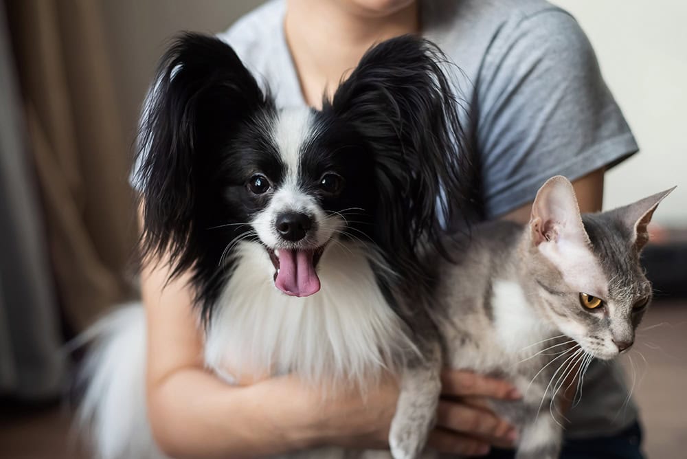 woman holding papillon dog and a cat in her arms