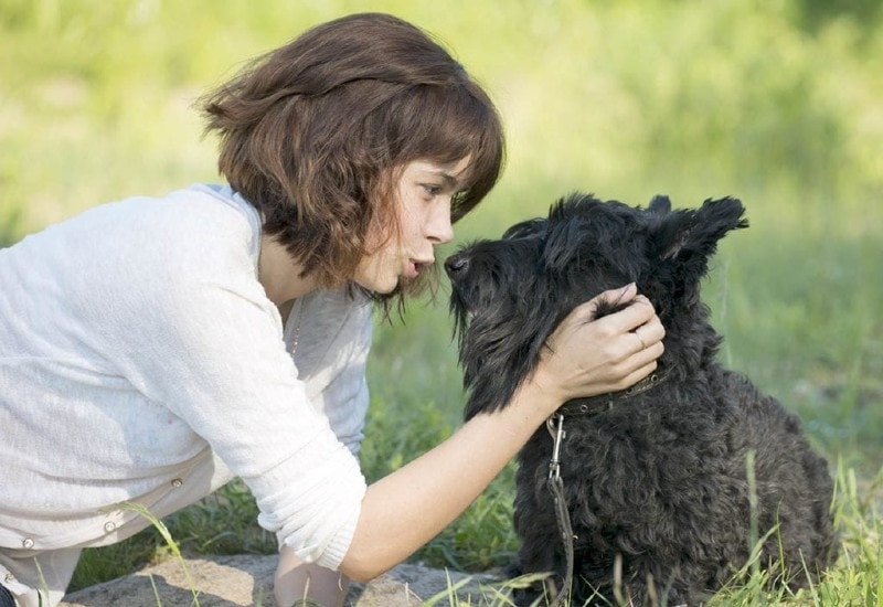 When Dogs Go Deaf, Do They Think Everyone Stopped Talking to Them? (Vet-Reviewed)