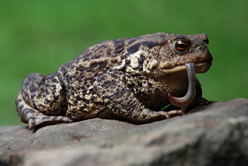A European toad eating a worm