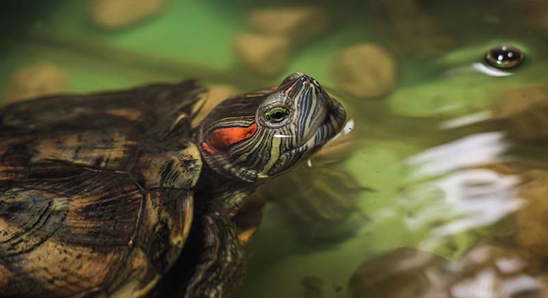 Red-Eared Slider Turtle: Pictures, Facts, Diet & Care Guide