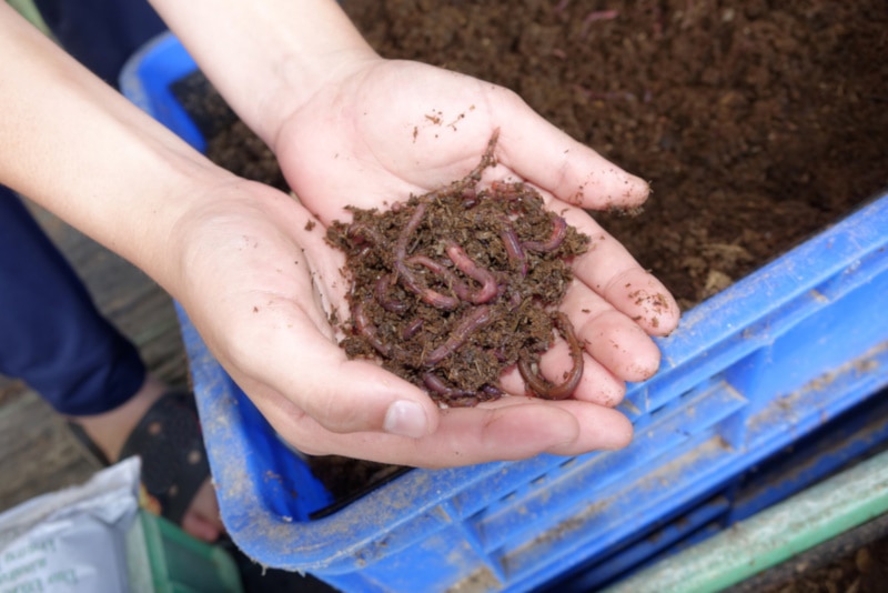A handful of African nightcrawlers