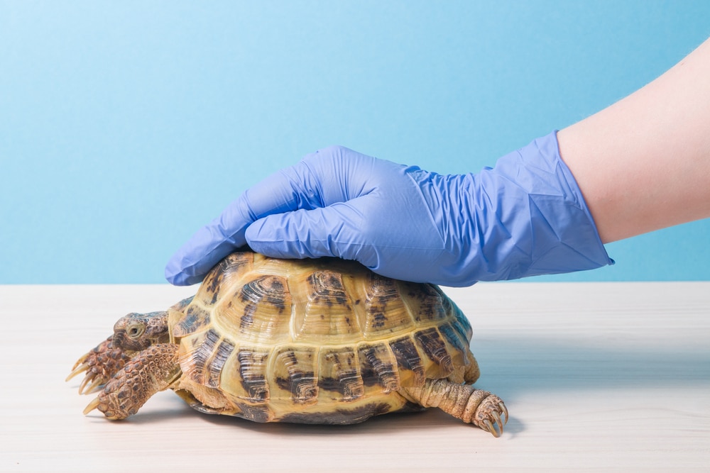 20 Signs a Tortoise Is Dying or Very Sick: Our Vet Answers