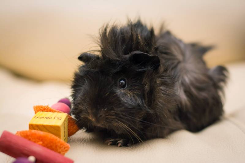 Abyssinian guinea pig with chew toy