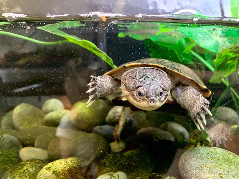 African Sideneck Turtle: Pictures, Facts, Diet & Care Guide