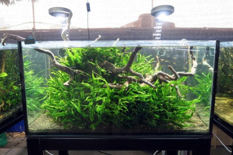 Aquarium light