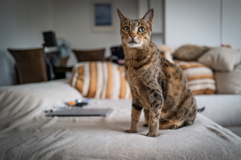 How to Keep a Cat Out of a Room: 9 Useful Tips & Tricks