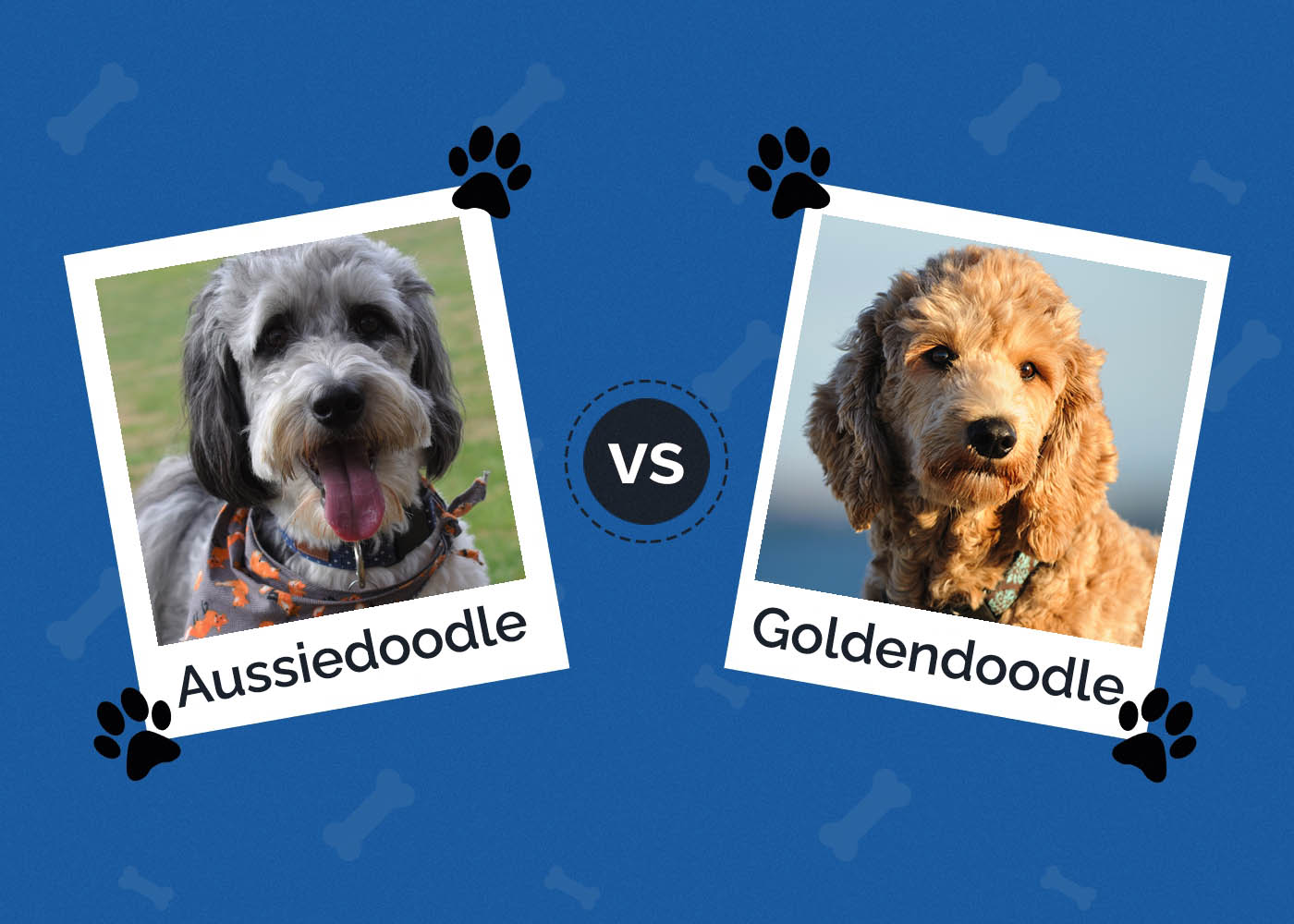 Aussiedoodle vs Goldendoodle: The Differences (With Pictures)