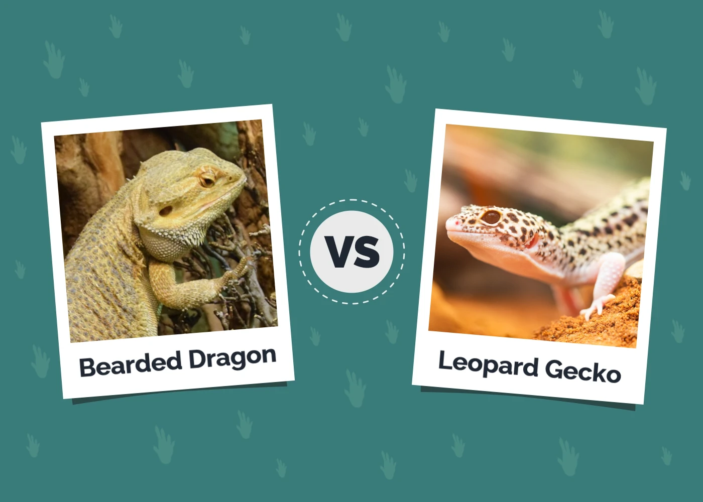 Bearded Dragon vs Leopard Gecko: The Key Differences (With Pictures)