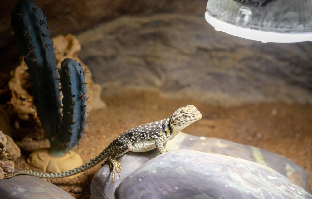 9 Best UVB Lights for Bearded Dragons – 2026 Reviews & Top Picks
