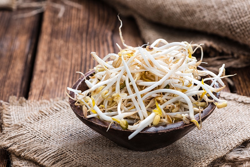 Can Bearded Dragons Eat Bean Sprouts? Vet Approved Facts & FAQ