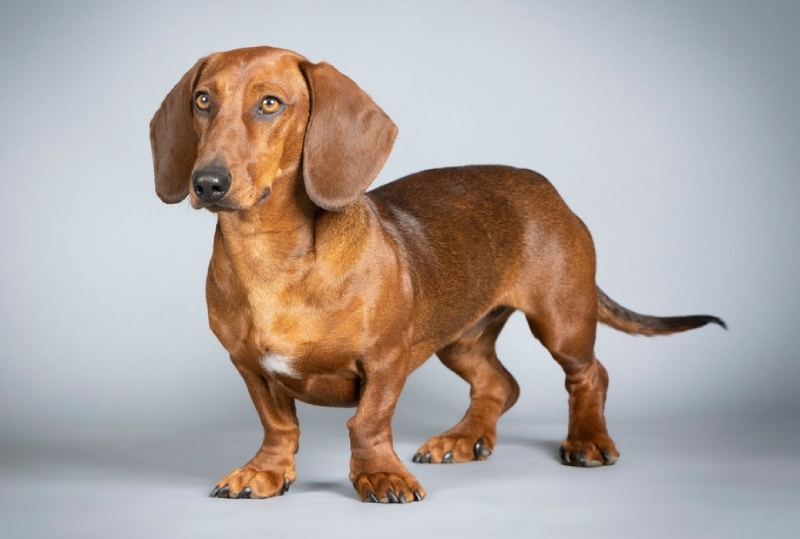Are Dachshunds Hypoallergenic? Vet-Verified Facts & FAQ