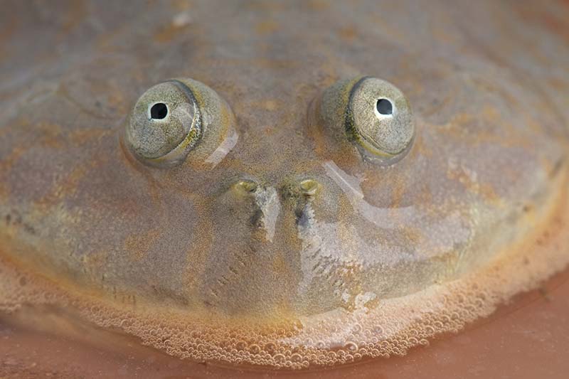 Budgett Frog