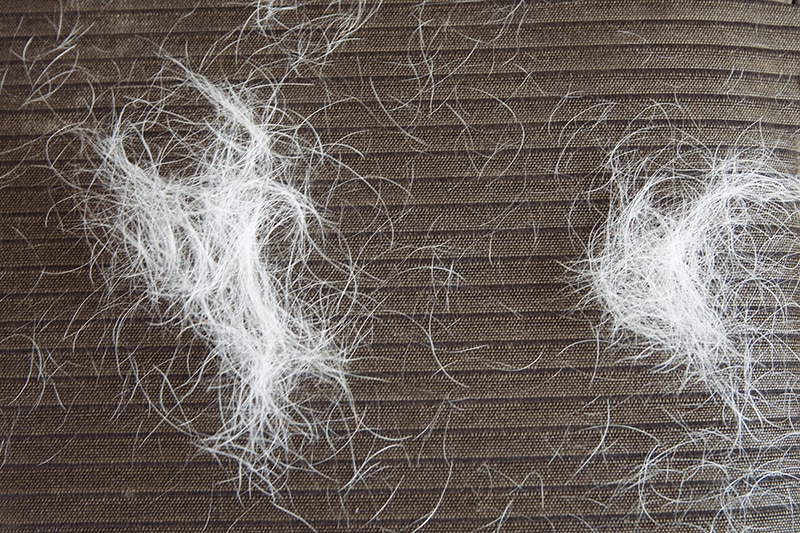 How to Remove Dog Hair From Furniture: 7 Easy Ways