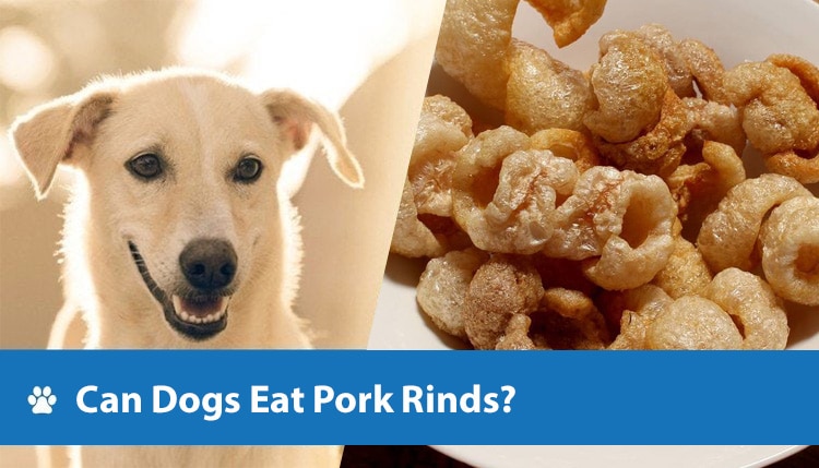 Can Dogs Eat Pork Rinds? Vet-Reviewed Health Facts & FAQ