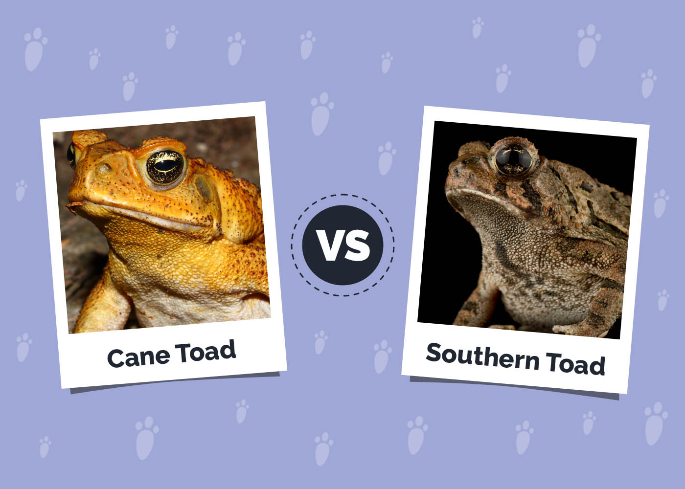 Cane Toad vs Southern Toad: The Differences (with Pictures)