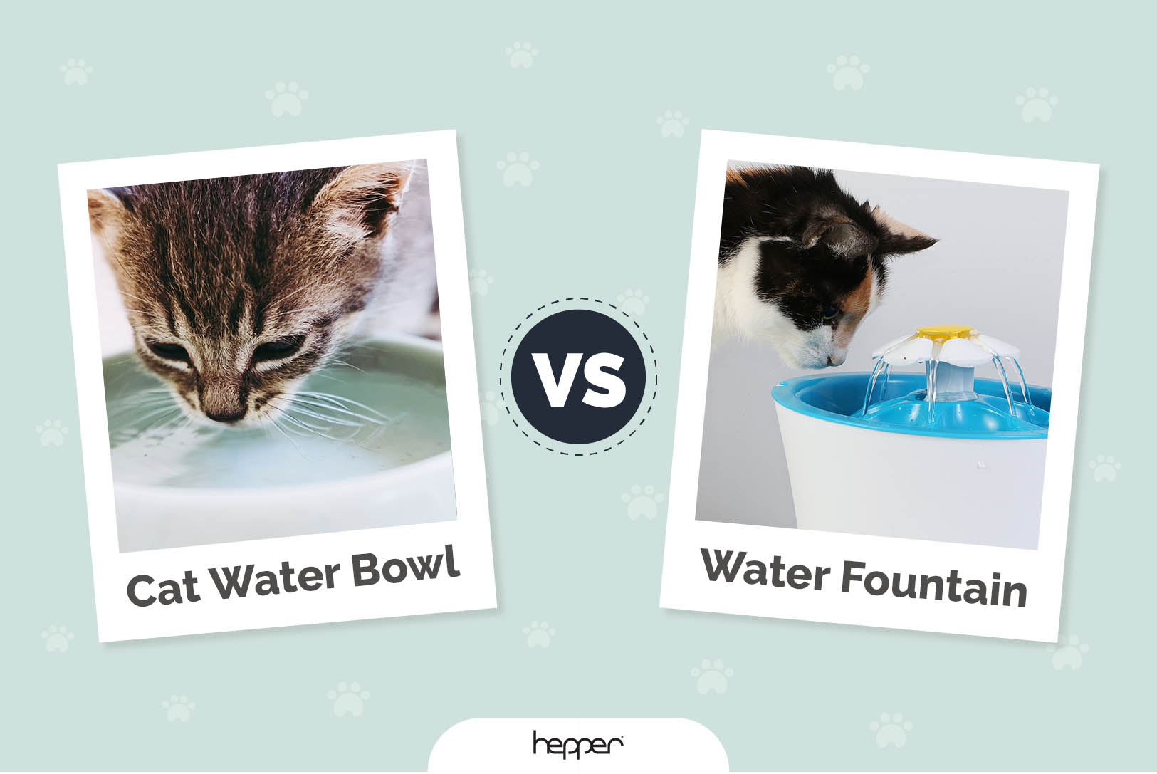 Cat Water Bowl vs. Fountain – The Differences Explained