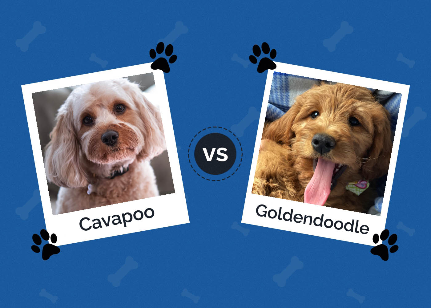 Cavapoo vs Goldendoodle: The Differences (with Pictures)