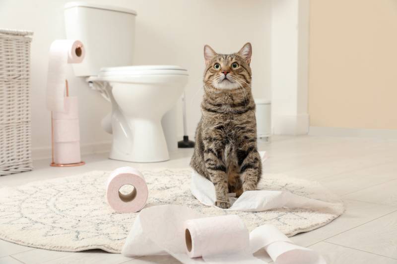 Why Does My Cat Guard Me When I Pee? 8 Possible Reasons