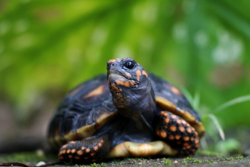 8 Types of Tortoises That Make Great Pets (With Info & Pictures)