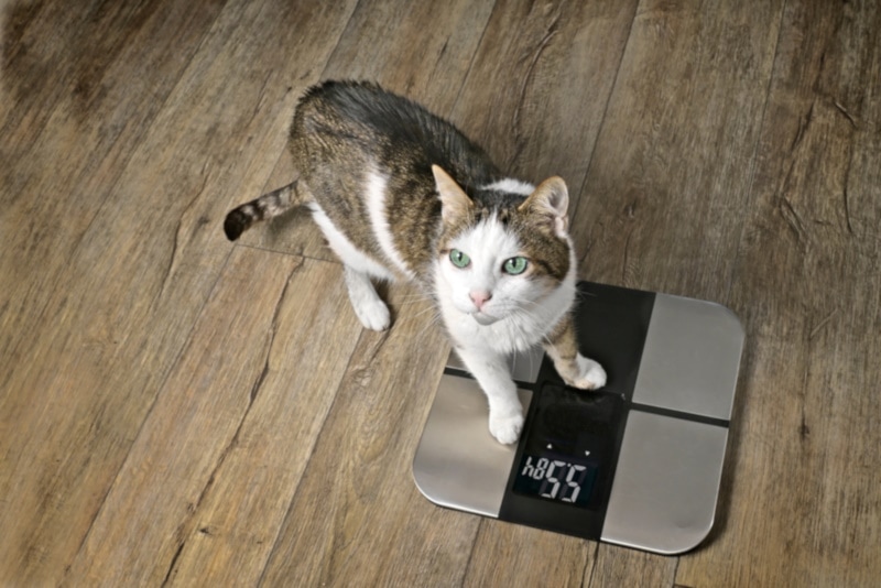 What Is the Ideal Weight for My Cat? Vet-Verified Facts & FAQ